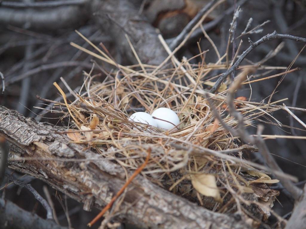 Mourning dove nest by lostinfog is licensed under CC BY-SA 2.0.